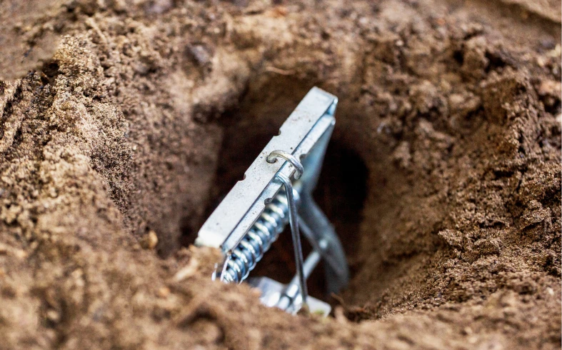 Mole trap set in soil
