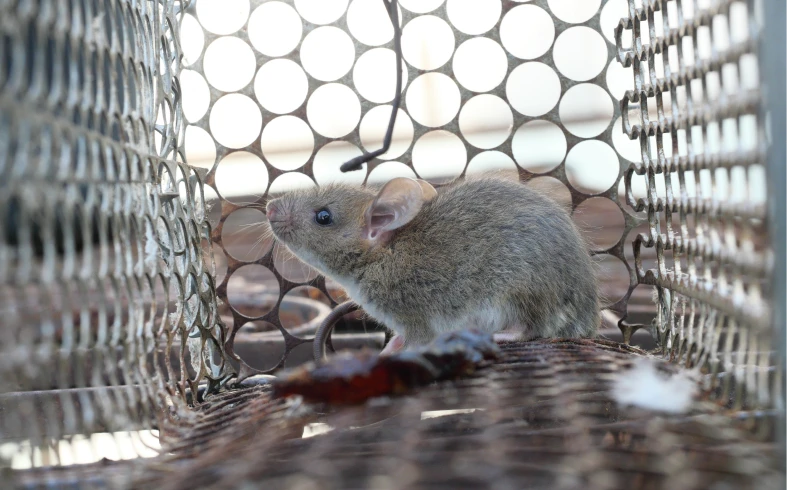Mouse inside a metal cage trap